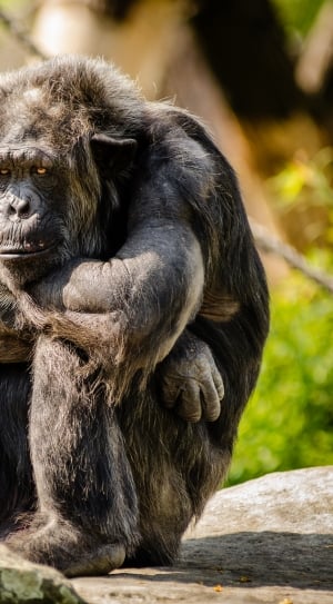 Chimpanzee sitting on stone thumbnail
