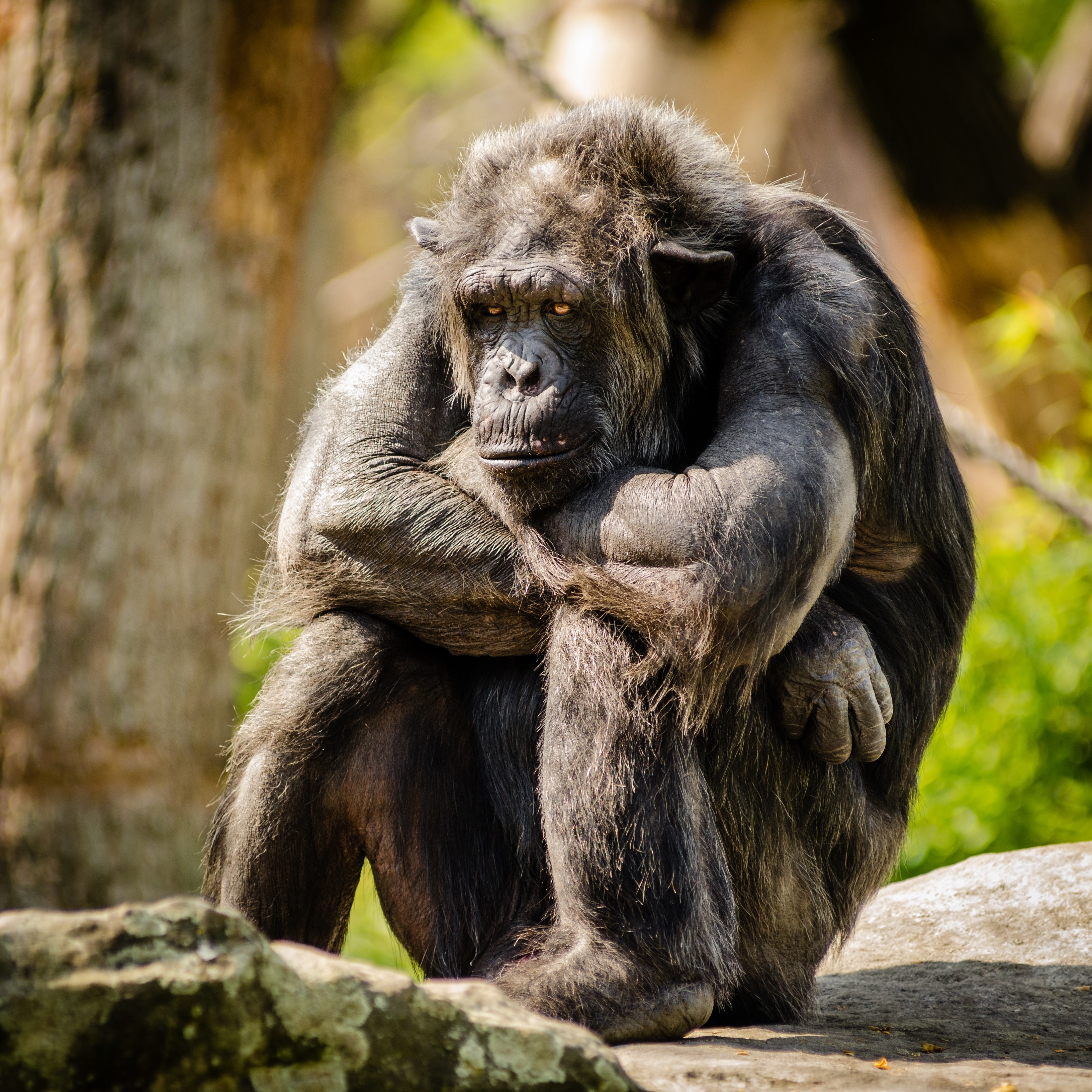 Chimpanzee sitting on stone