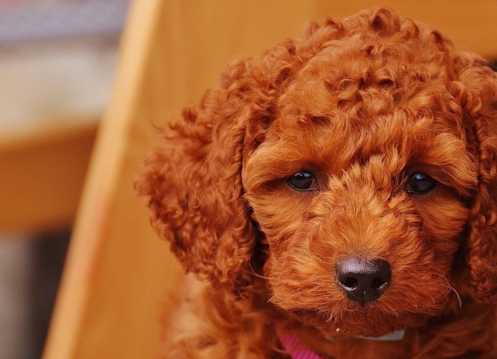 red labradoodle puppy preview