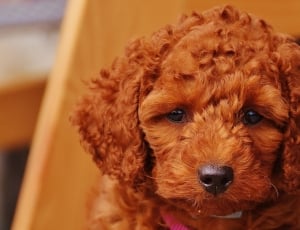 red labradoodle puppy thumbnail