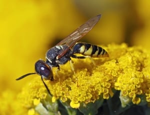 close up photography of yellow jacket wasp on yellow flower thumbnail