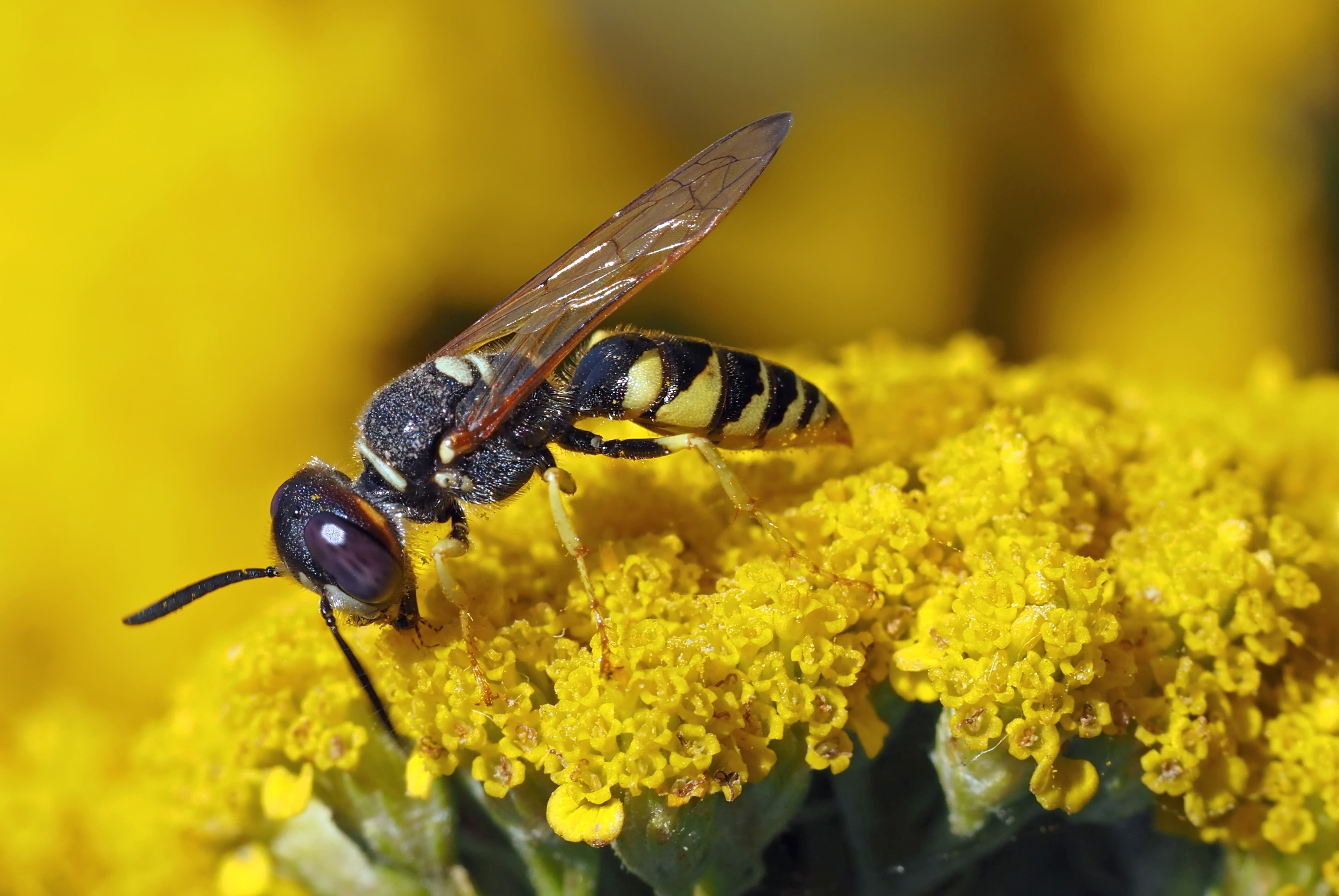close up photography of yellow jacket wasp on yellow flower