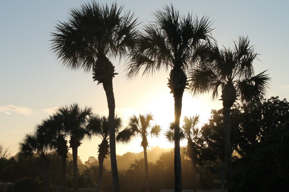 silhouette of palm trees preview