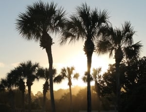 silhouette of palm trees thumbnail