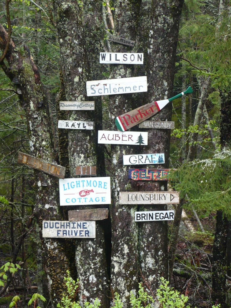 wooden signage posted on the tree in the forest preview