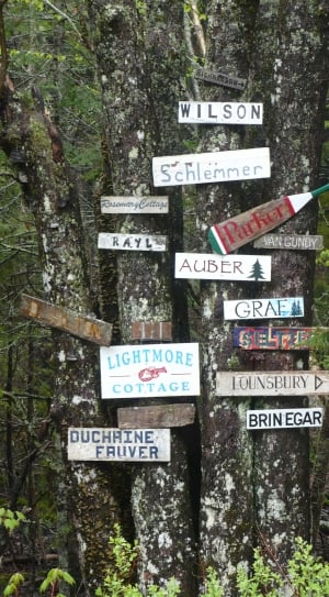 wooden signage posted on the tree in the forest thumbnail