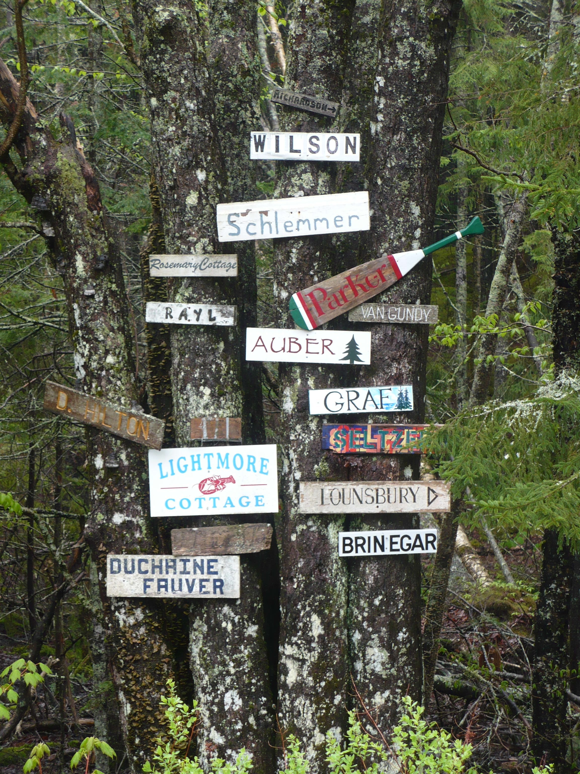 wooden signage posted on the tree in the forest
