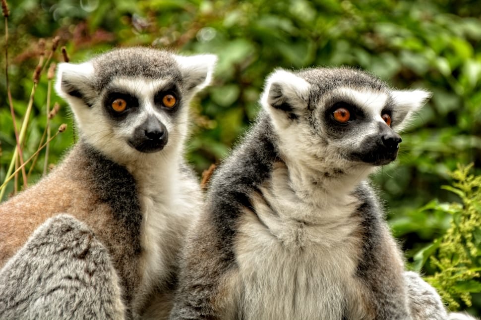 two grey and brown ring-tailed lemurs preview