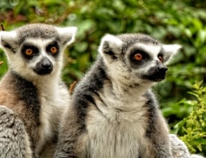 two grey and brown ring-tailed lemurs thumbnail