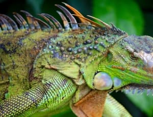 green iguana thumbnail