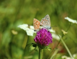 2 butterfly perched on purple flower thumbnail