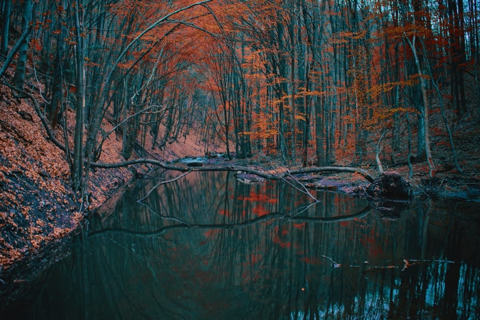 reflection of brown leaf trees on body of water preview