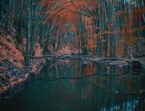 reflection of brown leaf trees on body of water thumbnail