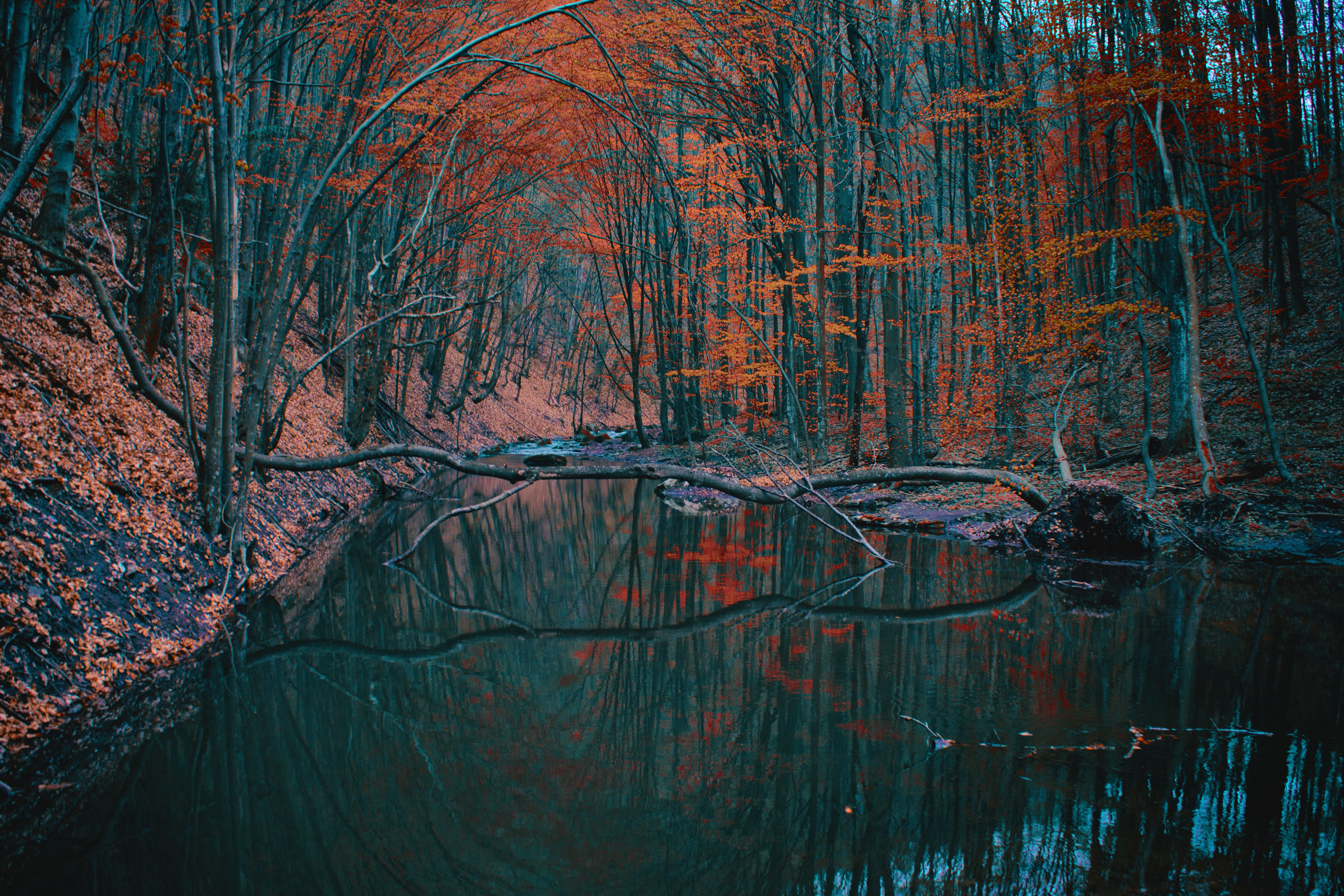 reflection of brown leaf trees on body of water