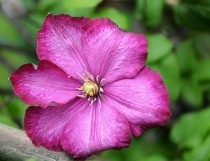 pink clematis flower close up photography thumbnail