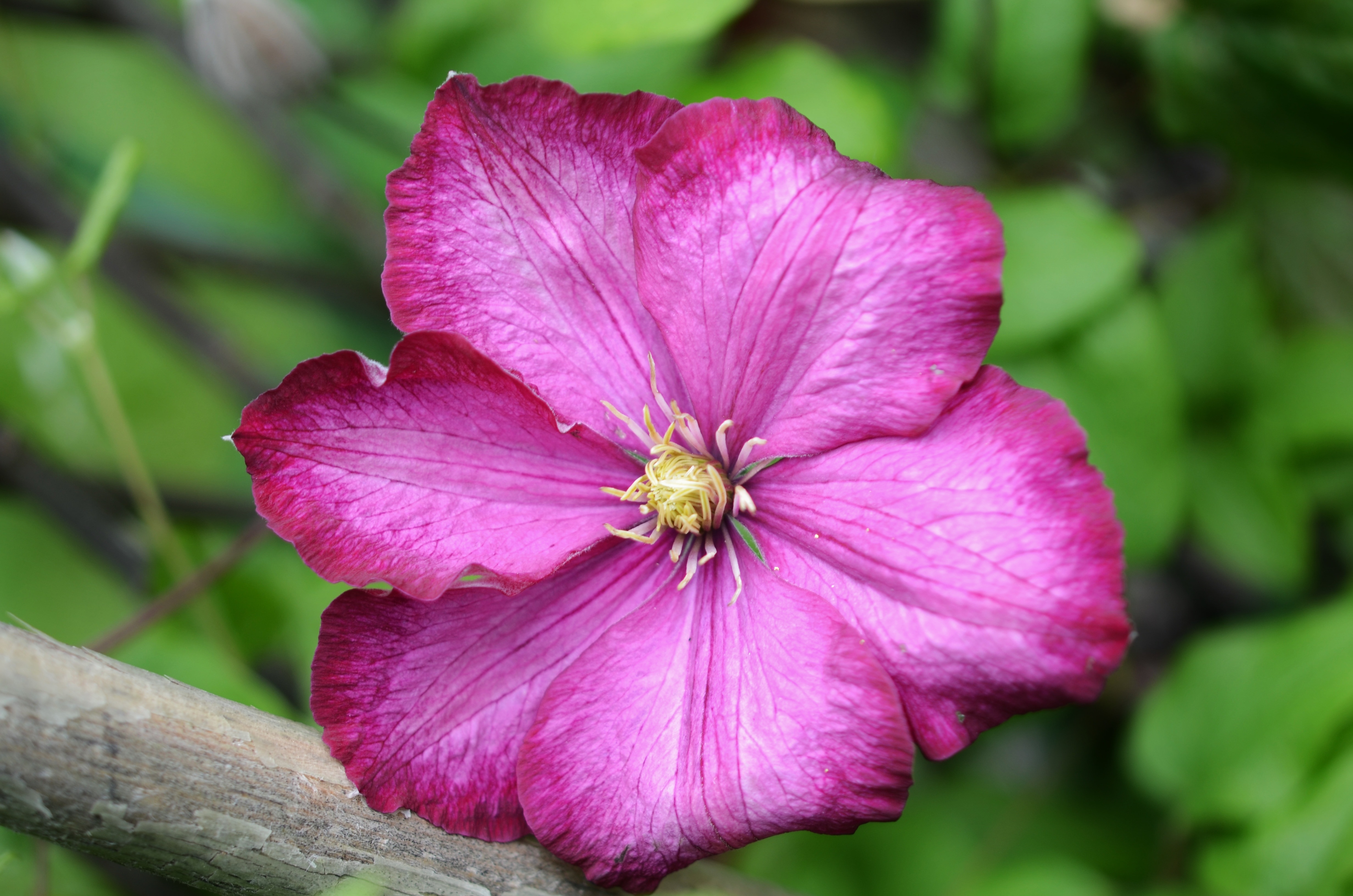 pink clematis flower close up photography