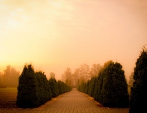 grey concrete pavement on lined trees on a foggy weather thumbnail