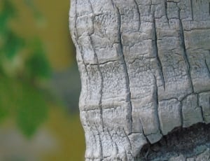 close up photo of tree branch thumbnail