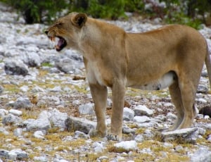 brown lioness on rocky field thumbnail