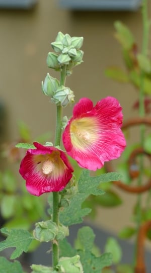 close up photography of yellow and pink flower with green leaves thumbnail