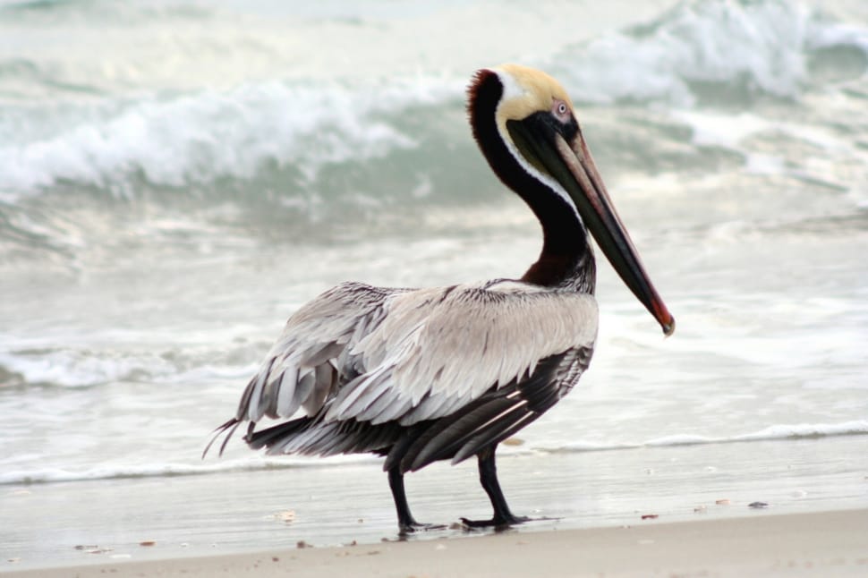 Bird, Brown Pelican, Nature, Wildlife, one animal, bird preview