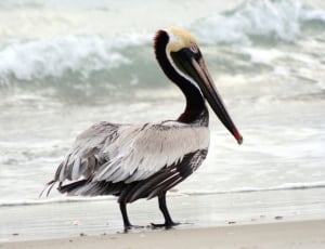 Bird, Brown Pelican, Nature, Wildlife, one animal, bird thumbnail