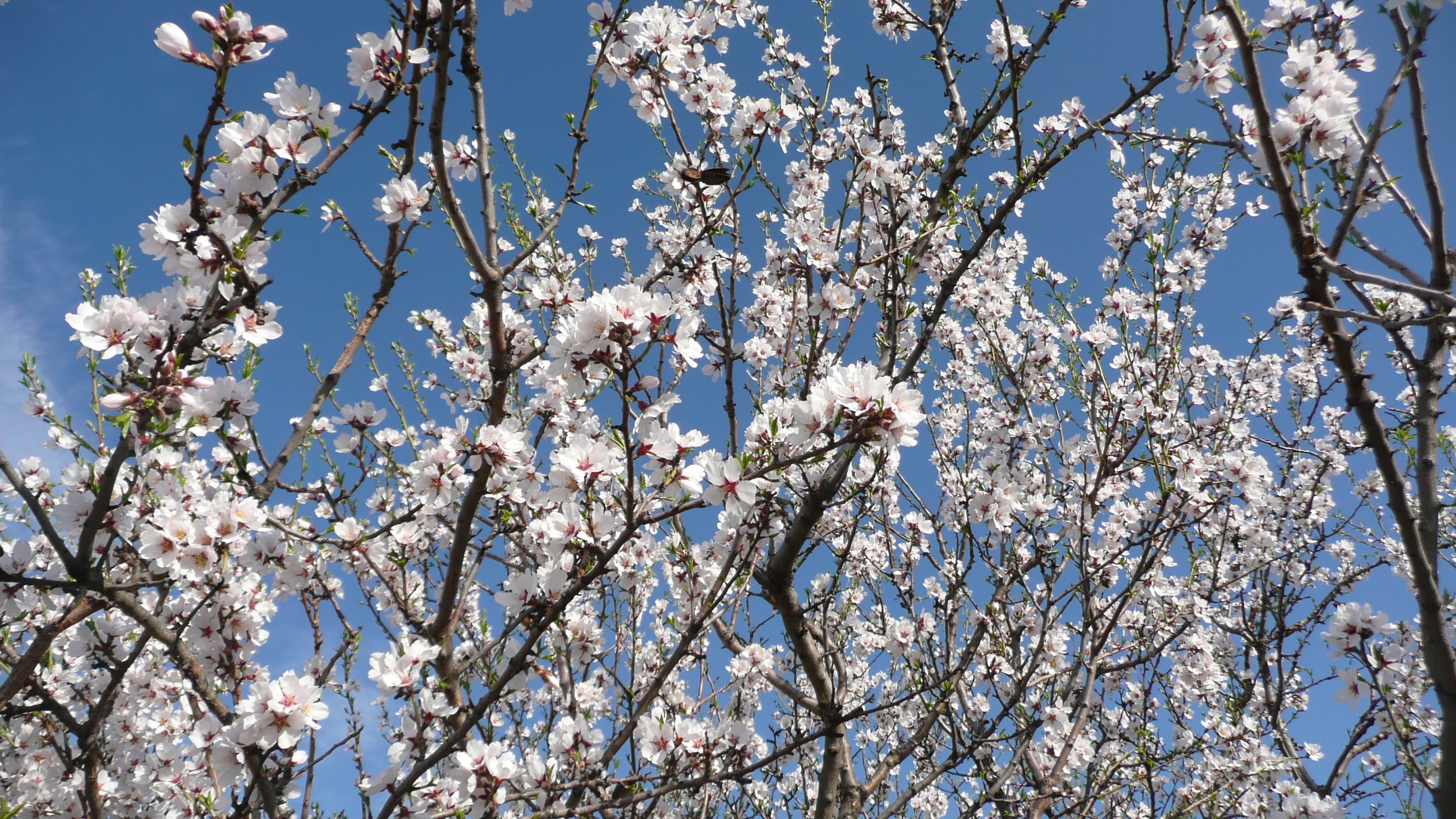 white sakura tree