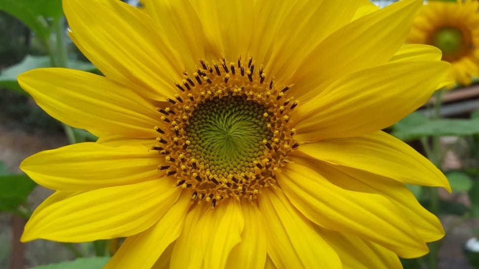 photo of yellow petal flower preview