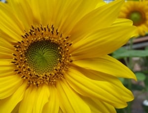 photo of yellow petal flower thumbnail
