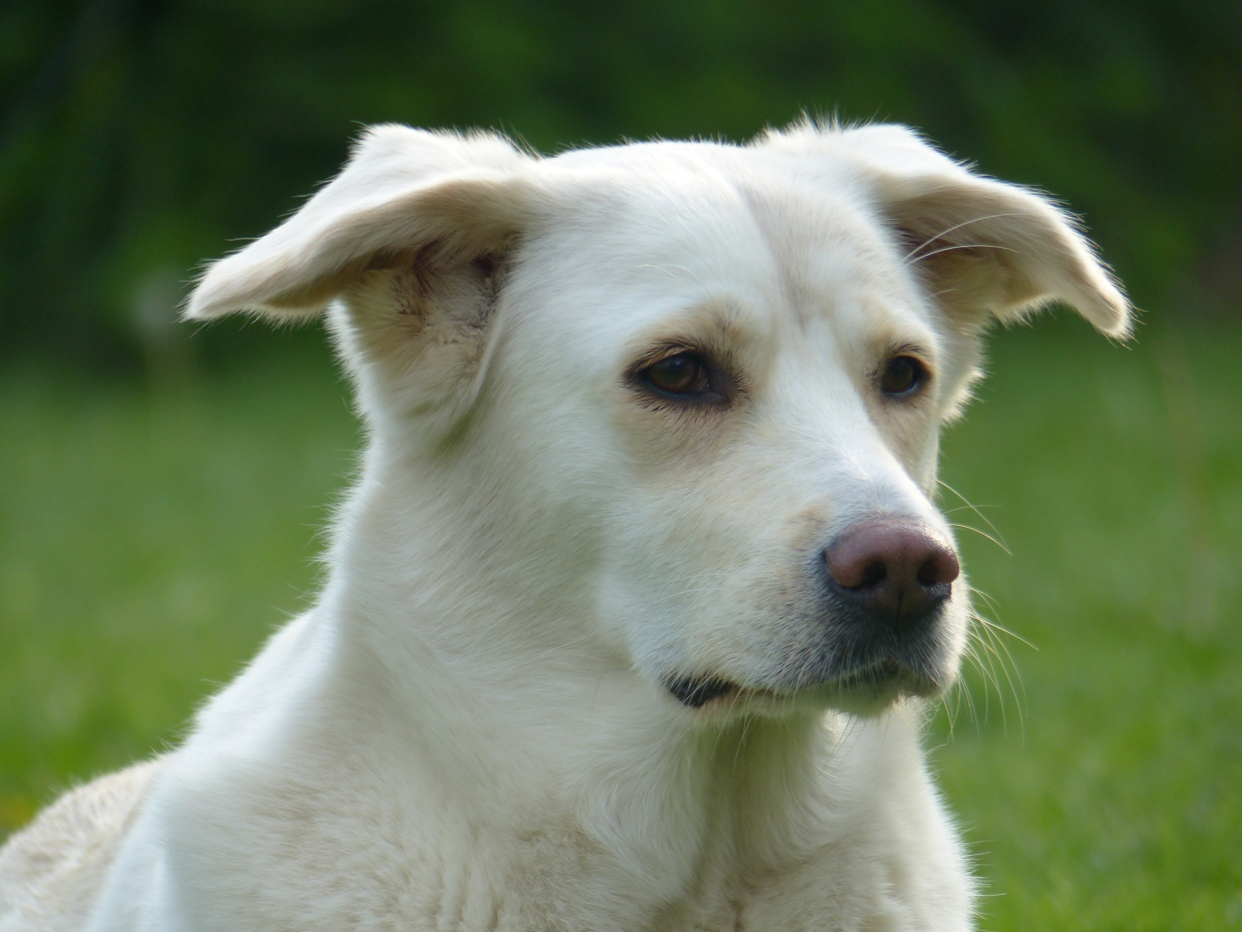 white long coat dog