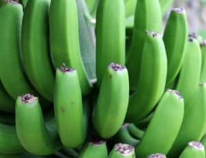 bunch of green unripe banana thumbnail