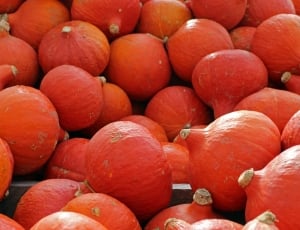 Autumn, Hokkaido, Pumpkins, October, red, food thumbnail