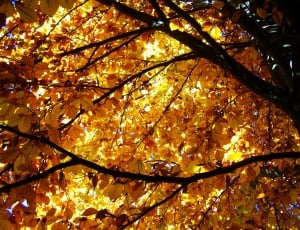 Autumn, Yellowed Foliage, Beech Wood, autumn, change thumbnail
