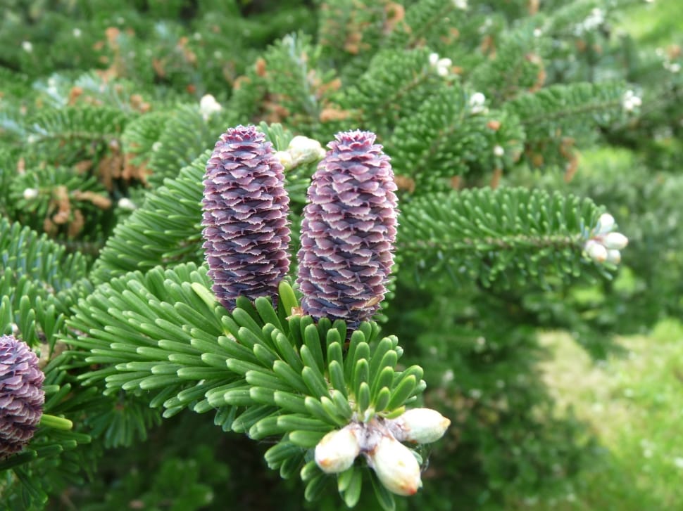 purple pine cone preview