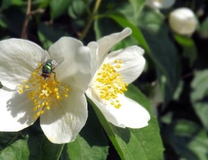 green grey flies and white flower thumbnail