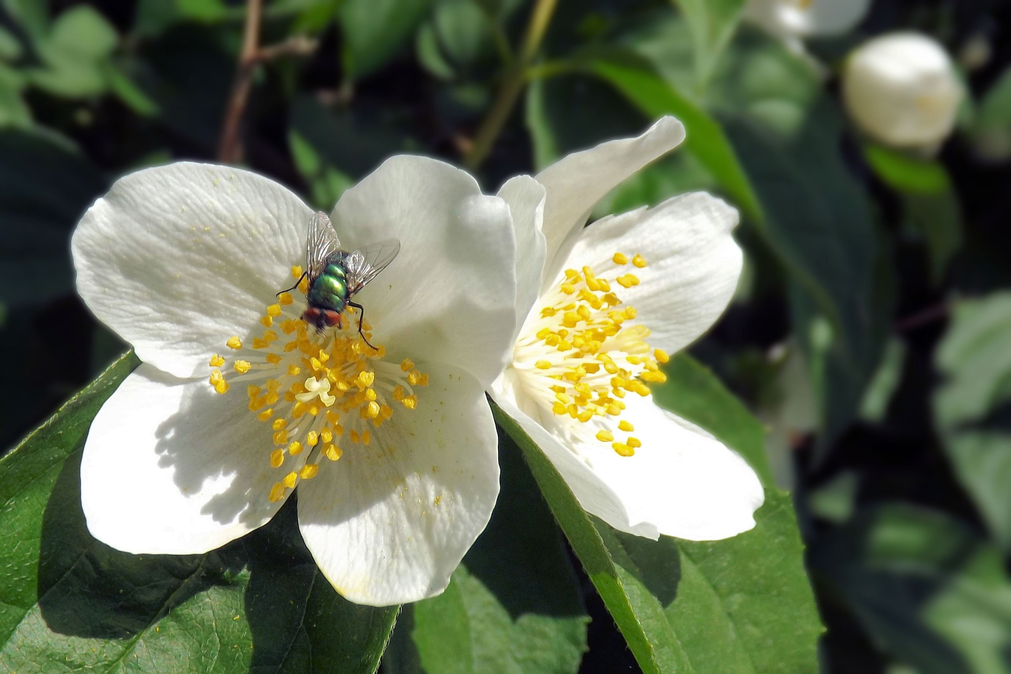 green grey flies and white flower