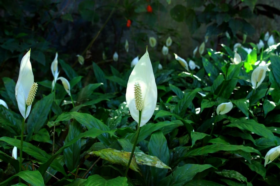 white peace lilies preview