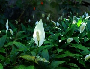 white peace lilies thumbnail