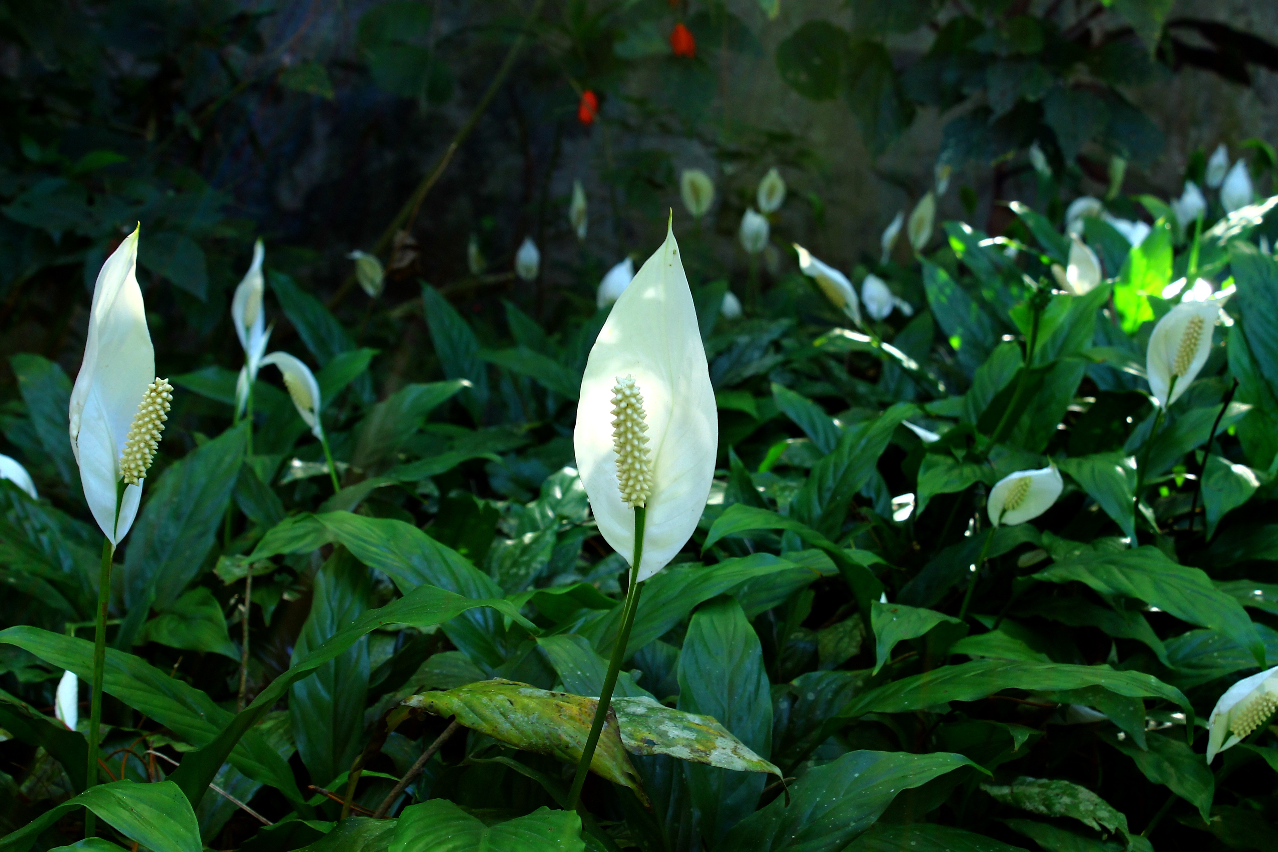 white peace lilies