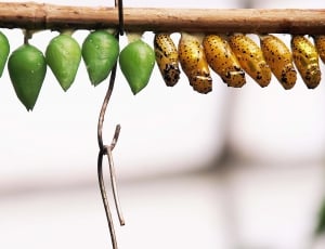 green and yellow cocoons thumbnail