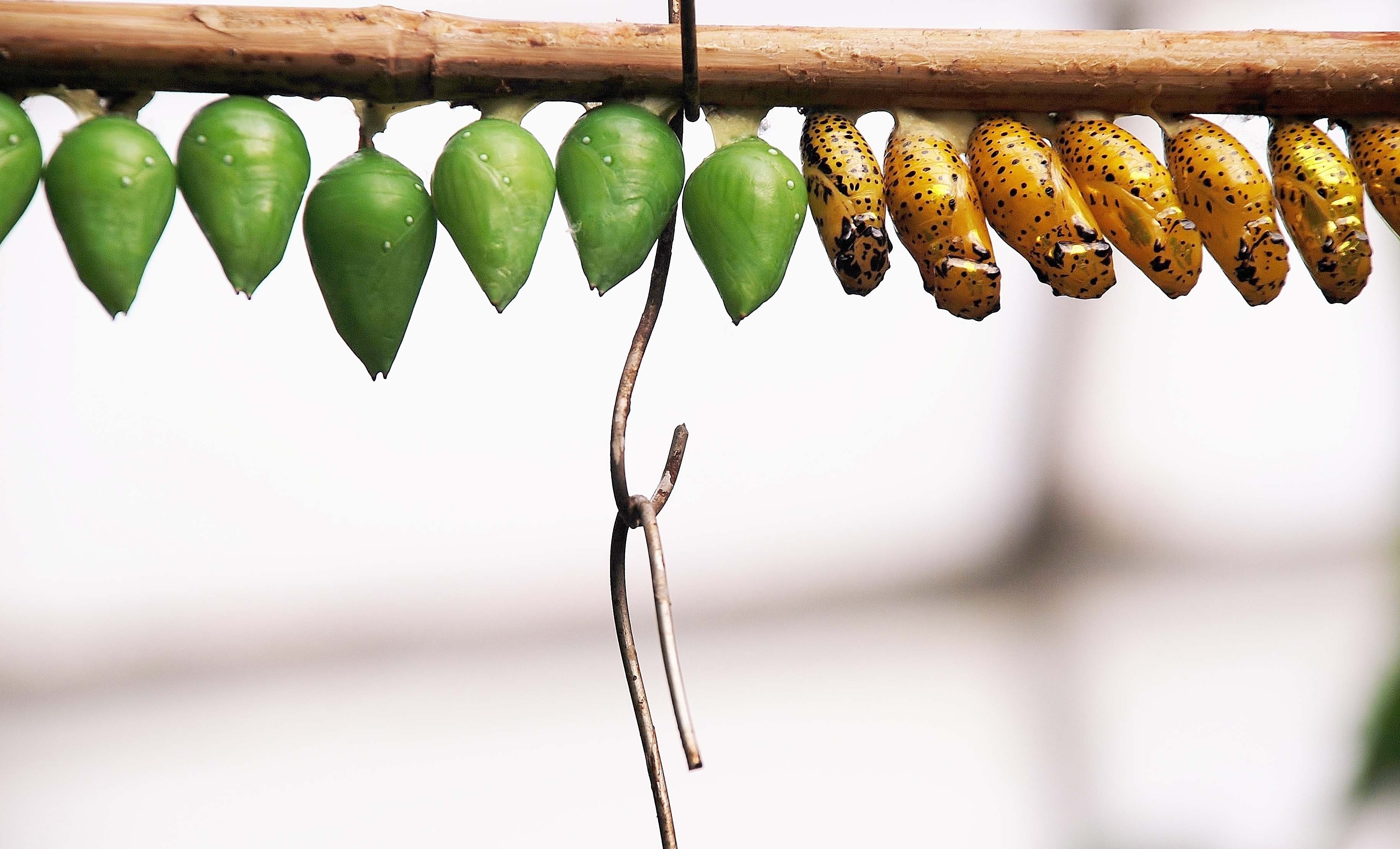 green and yellow cocoons