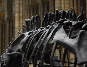 gray dinosaur skull thumbnail