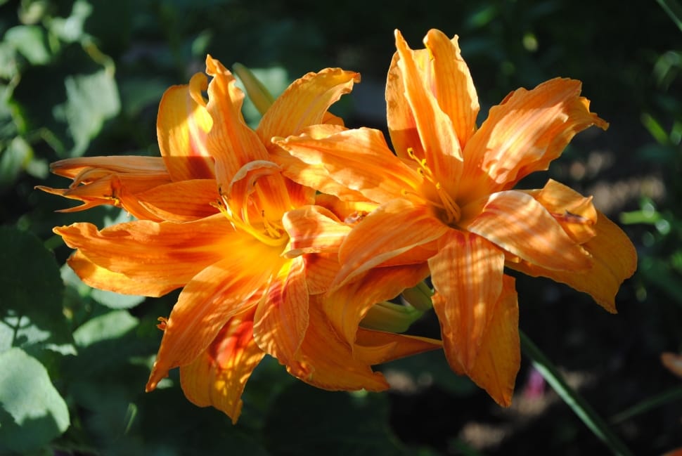close up photo of orange flower during daytime preview