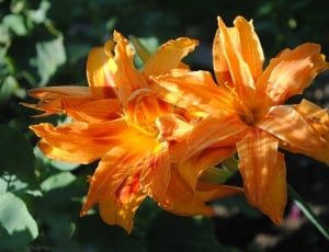 close up photo of orange flower during daytime thumbnail
