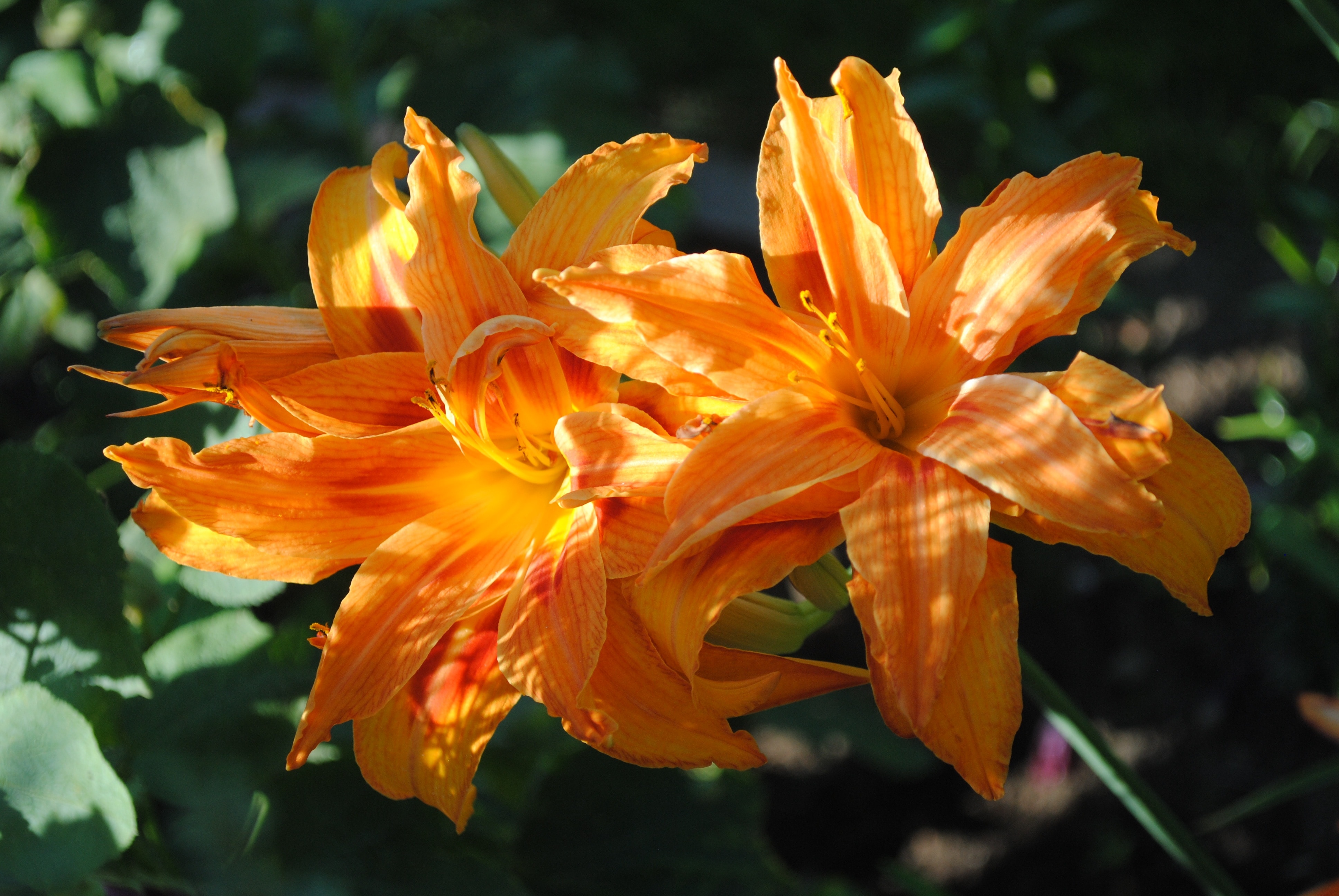 close up photo of orange flower during daytime