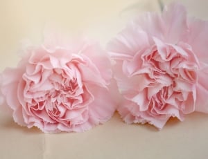 two pink petaled flowers thumbnail