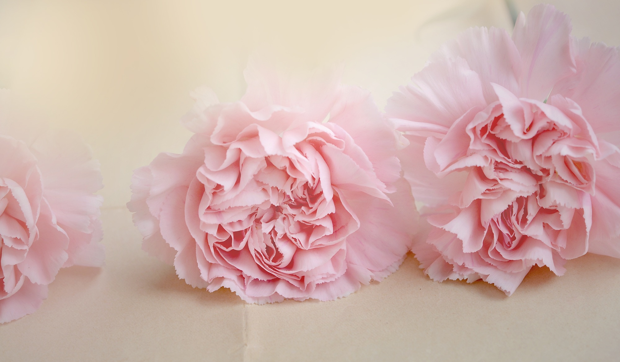 two pink petaled flowers