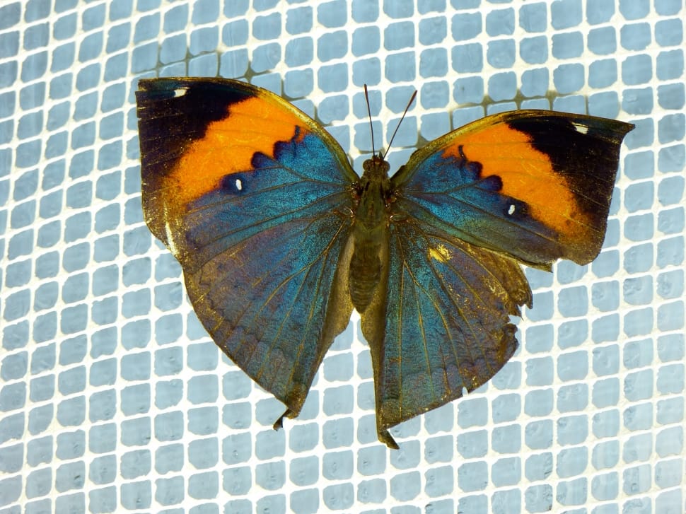 blue orange and black butterfly preview
