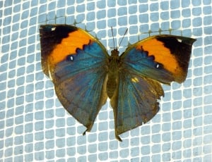 blue orange and black butterfly thumbnail