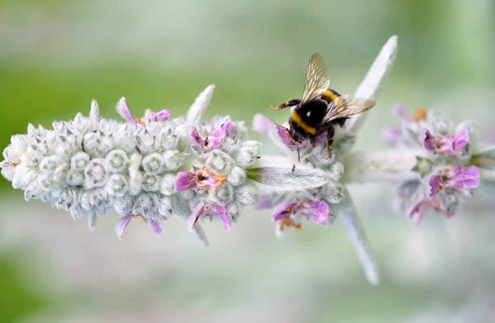 bee on white and pink flower in closeup photography preview